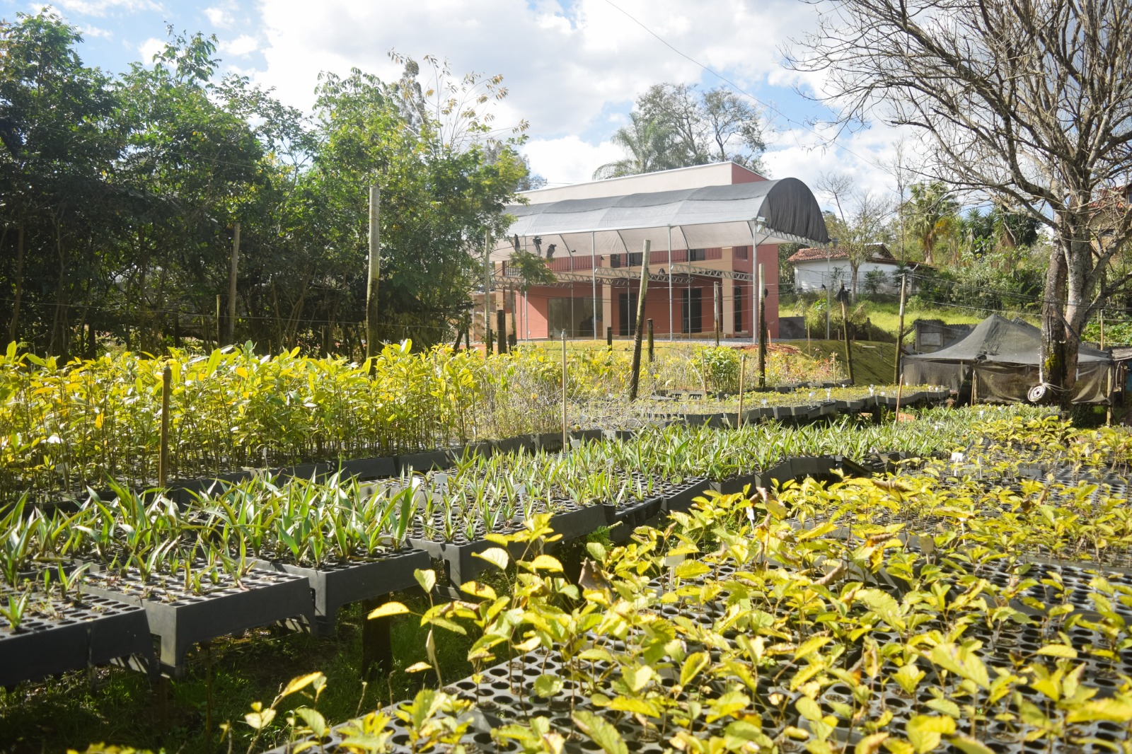 Viveiro de mudas da Siriema Ambiental