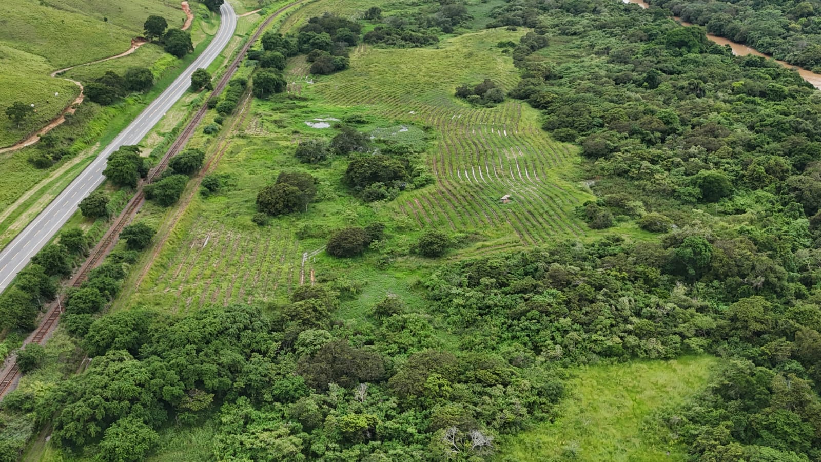 Restauração Florestal